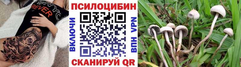 кракен tor  Дубна  Псилоцибиновые грибы мицелий  дарнет шоп 