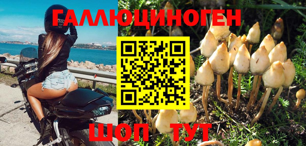 Галлюциногенные грибы Psilocybine cubensis Дубна